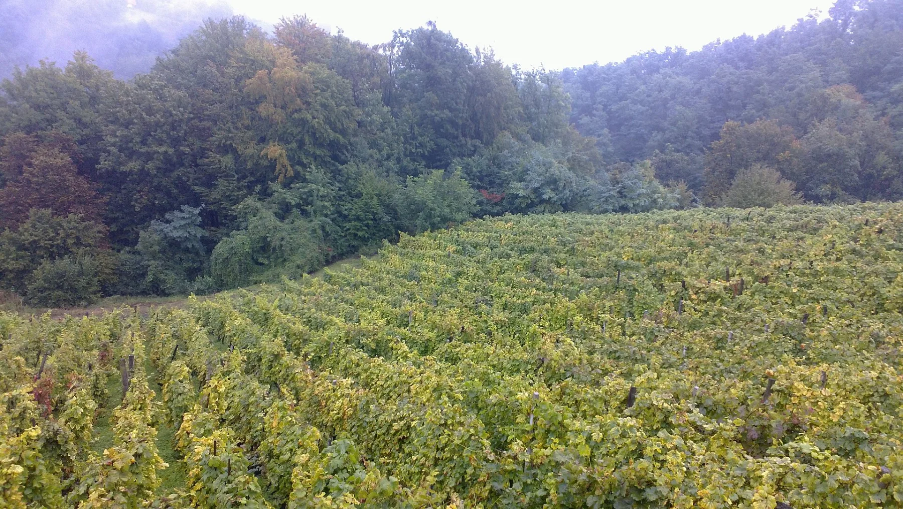 The rolling hills of Hrvatsko Zagorje, near Krapina