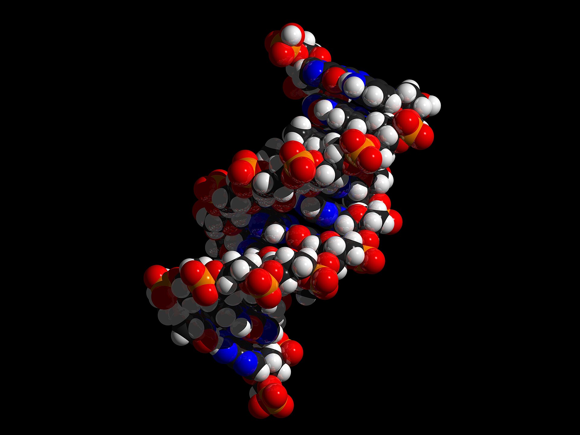 A space-filling model of the DNA double helix